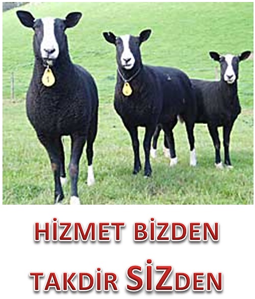 Ankara Adaklık Koyun ankara_adaklık_kurbanlık_koyun_kuzu_koç_fiyatları