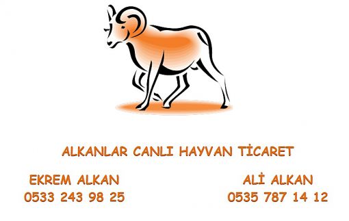 Adaklık Koyun Ankara adak ankara,ankara adaklık,adaklık kurban ankara,adaklık kurban fiyatları